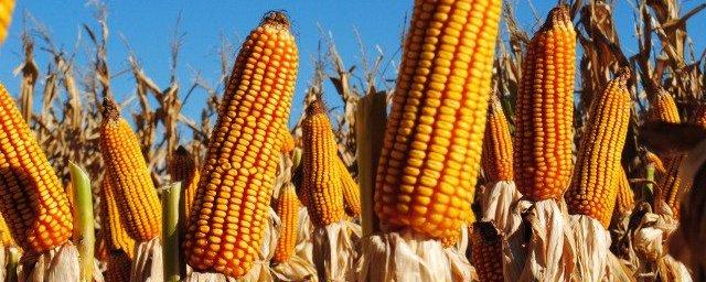 Ученые из Университета штата Айова исследуют генетические особенности кукурузы