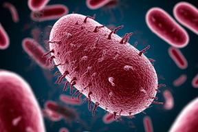 Томские ученые открыли новый род бактерий