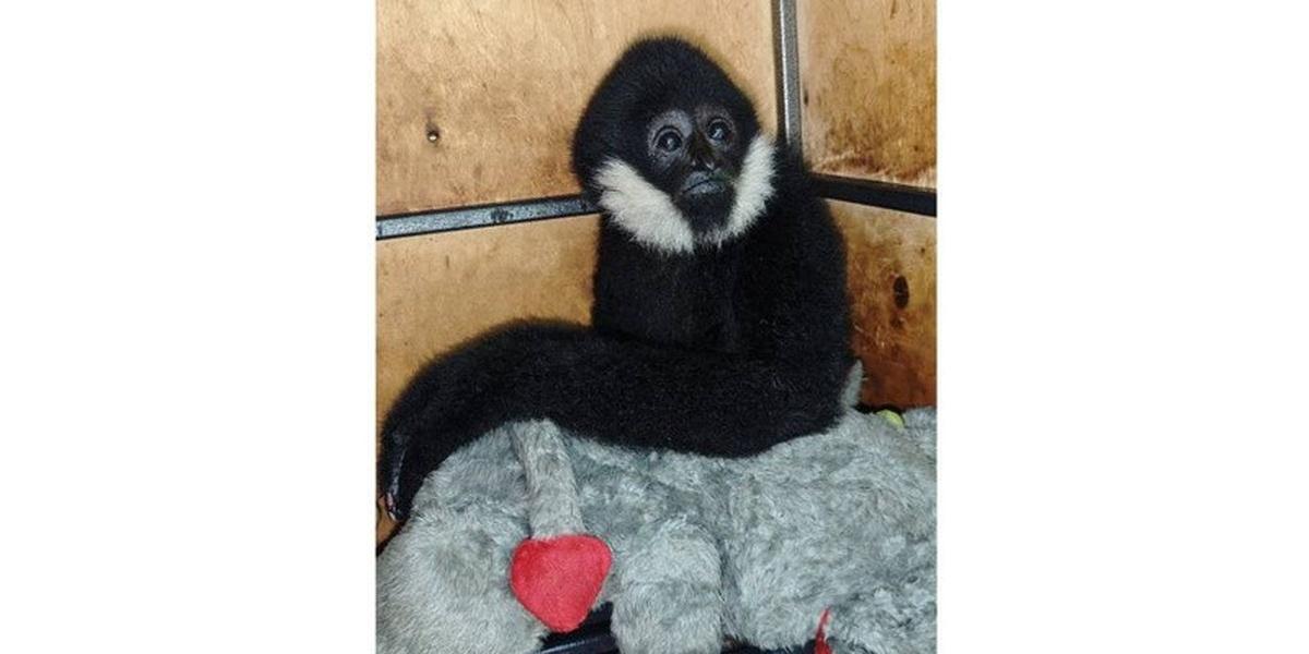 Самку гиббона из Пензы привезли в барнаульский зоопарк