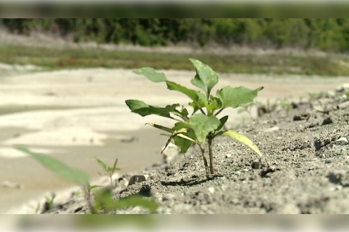В Бурятии из-за засухи гибнут посевы