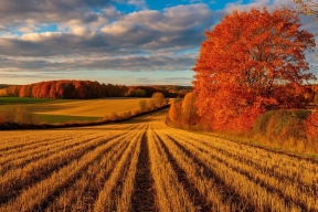 В Тульской области троих владельцев земли привлекли к ответственности за заросший участок