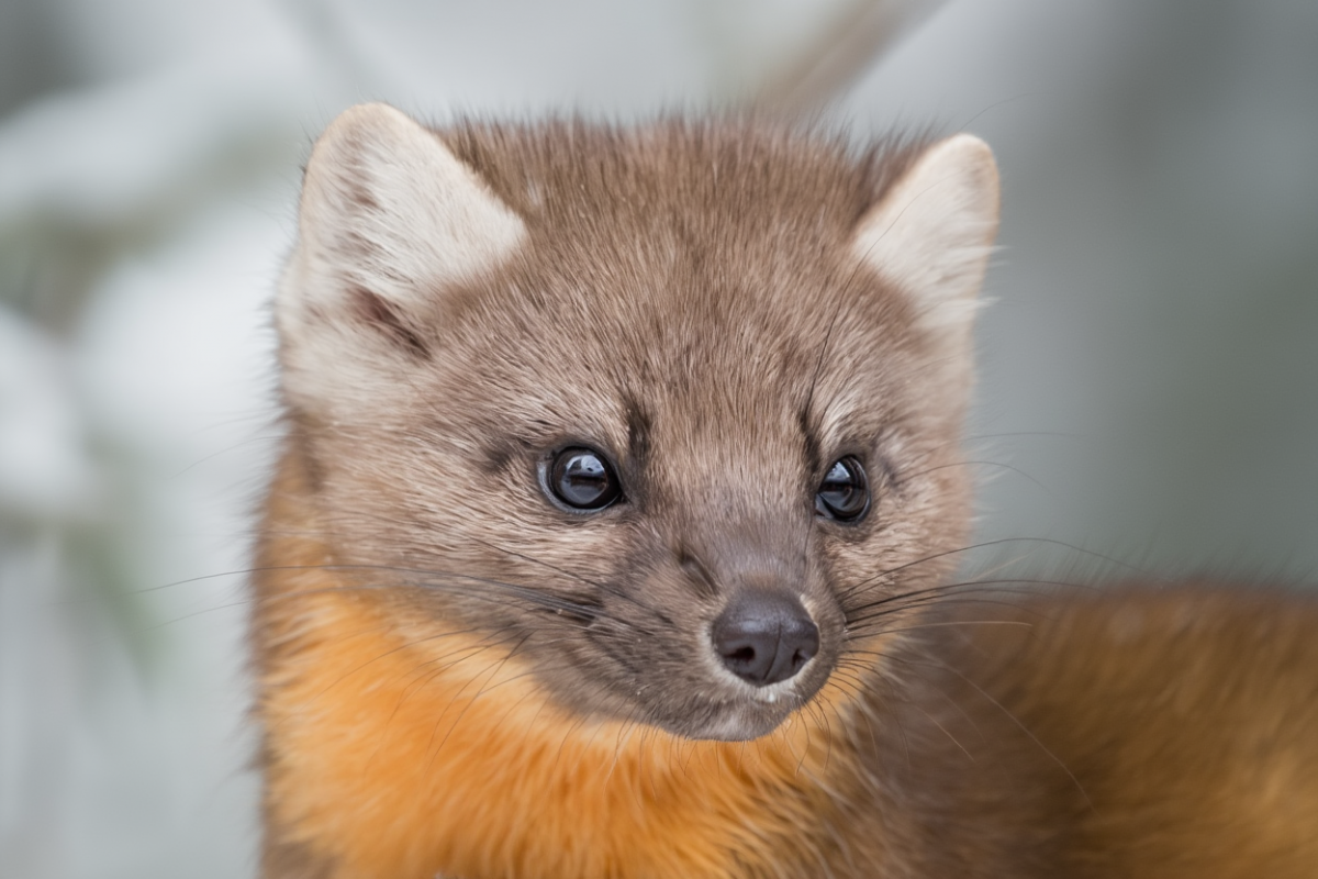 Известный винодел проходит курс из пяти прививок после укуса животного с бешенством