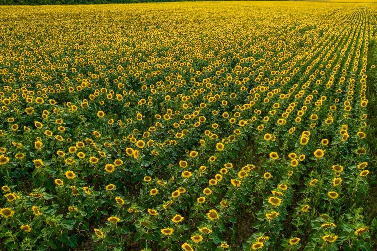 Новосибирские аграрии устроили бум на подсолнечник и рапс