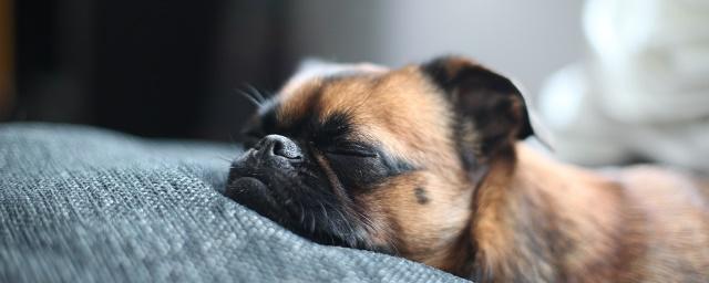 Ученые: Негативные эмоции влияют на сон домашних собак