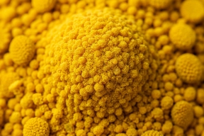 В Рязанской области объявили о высоком уровне пыльцы