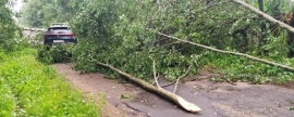 В Смоленске и области из-за непогоды упали несколько деревьев
