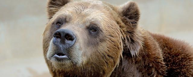 Бурый медведь вторые сутки держит в страхе жителей Петропавловска-Камчатского