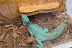 Жителя Москвы наказали за незаконную выставку животных, занесенных в Красную книгу РФ