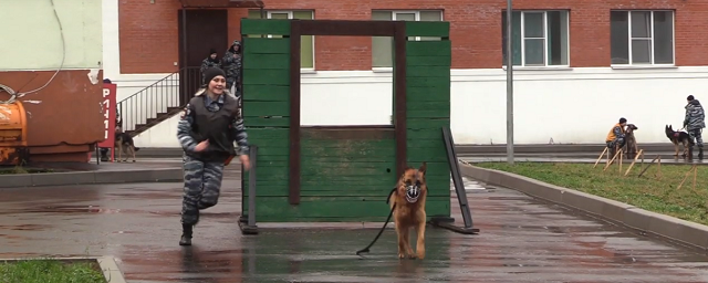 В Егорьевске кинологи провели соревнования перед Днем полиции