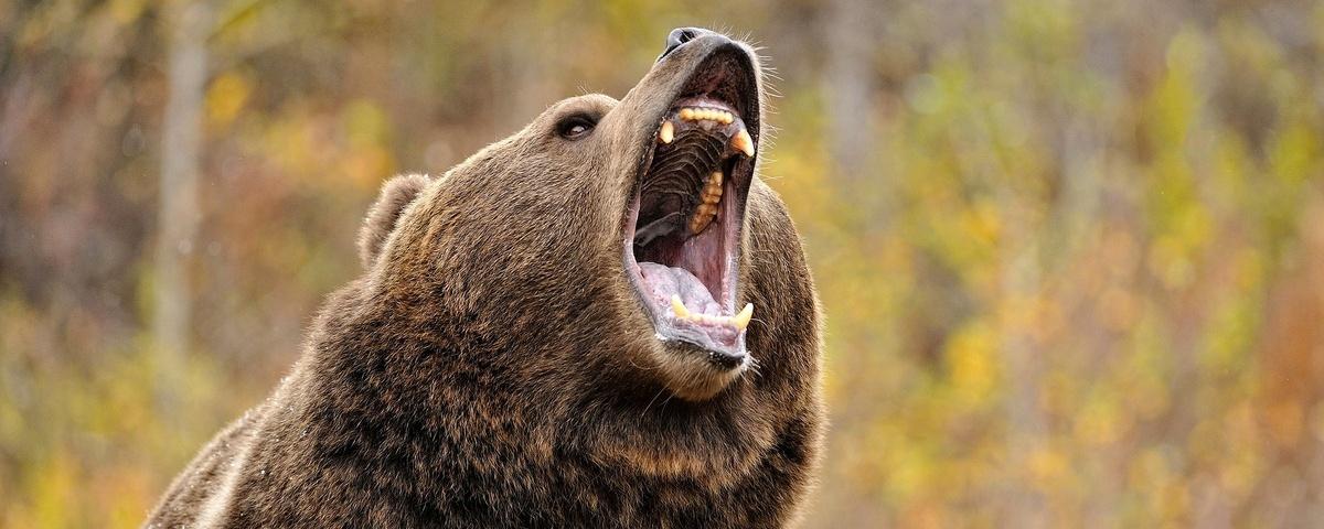 В Красноярском крае охотник выжил после нападения медведя