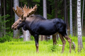 Алтайские угодья увеличили численность косуль, маралов и лосей