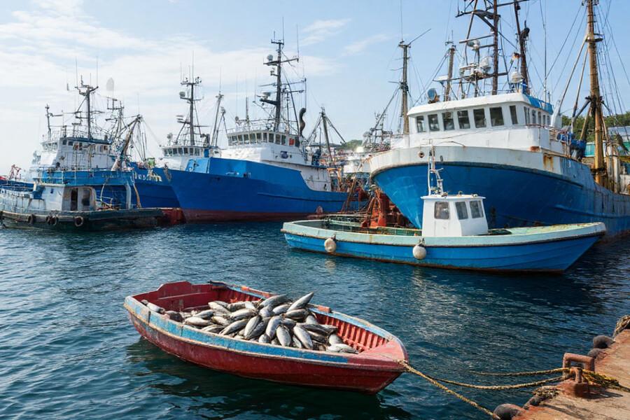 Рекордный улов: Сахалинская область освоила 70% годовой квоты за 8 месяцев