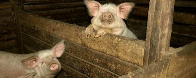 В 14 поселках Ульяновской области уничтожат всех свиней из-за вспышки африканской чумы