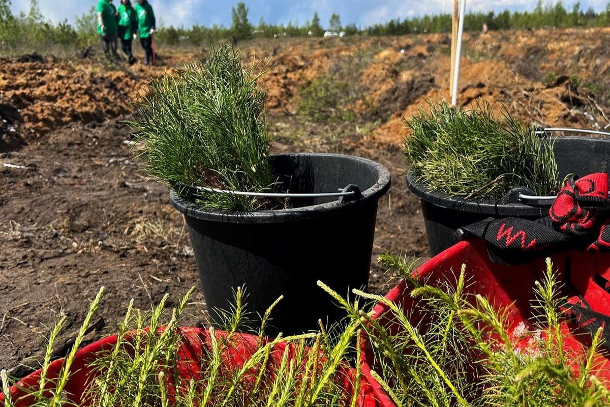 В Рязанской области в весенние месяцы намечено посадить лес на территории свыше 3 600 га