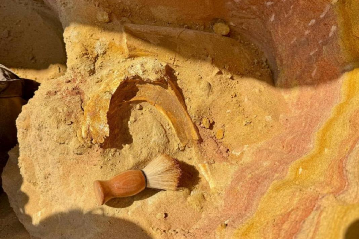 Палеонтологи СПбГУ обнаружили в Таджикистане череп утконосого динозавра