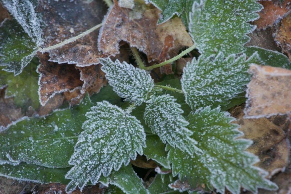 Жителей Тюменской области предупредили о приближении первых заморозков