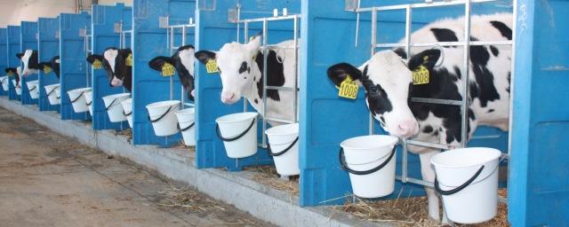 Сахалинские коровы из Дании дают молоко, пригодное для сыра «Российского»