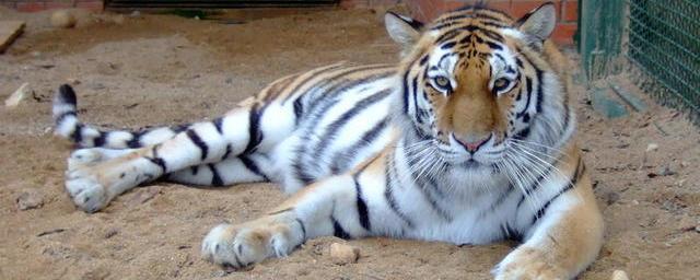 В московский зоопарк прибыли два амурских тигра