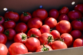 Карелия бросает вызов южным агрономам и переходит на базилик