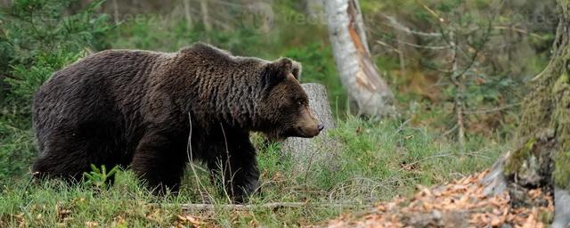 В Омской области охотникам разрешили добыть 472 бурых медведя