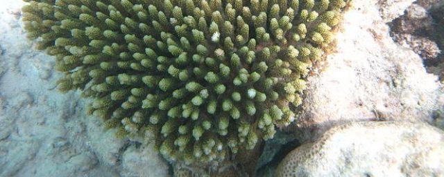 Большому Барьерному рифу ученые предрекают еще 100 лет жизни