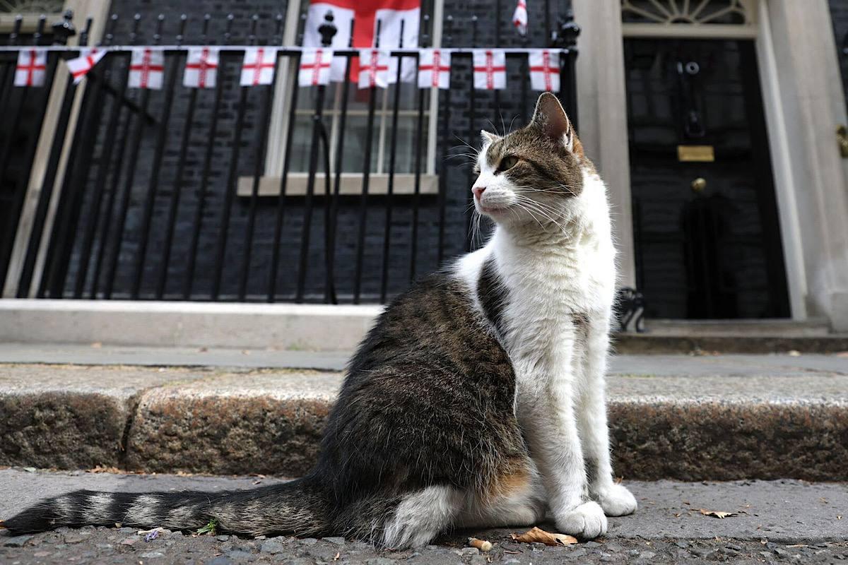 Во Флориде кот преодолел четыре километра, чтобы вернуться к своим хозяевам