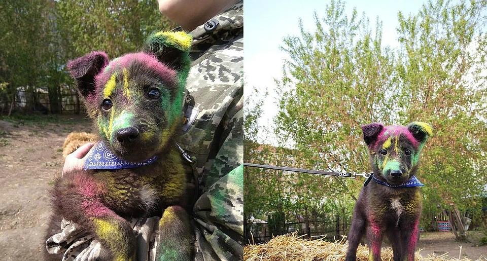 В Новосибирске ради ярких фото покрасили бездомных собак
