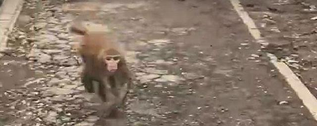 В Тольятти сбежавшая обезьяна напала на девочку