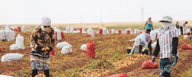 В Астраханскую область на полевые работы приехали 187 узбекистанцев