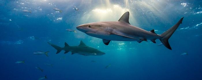 В Тихом океане акулы атаковали катамаран российской кругосветной экспедиции