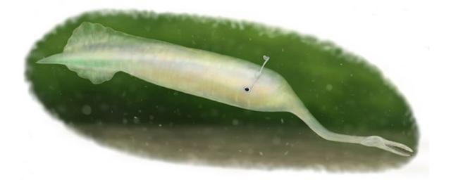 Японские учёные опровергли информацию о том, что туллимонстр был позвоночным