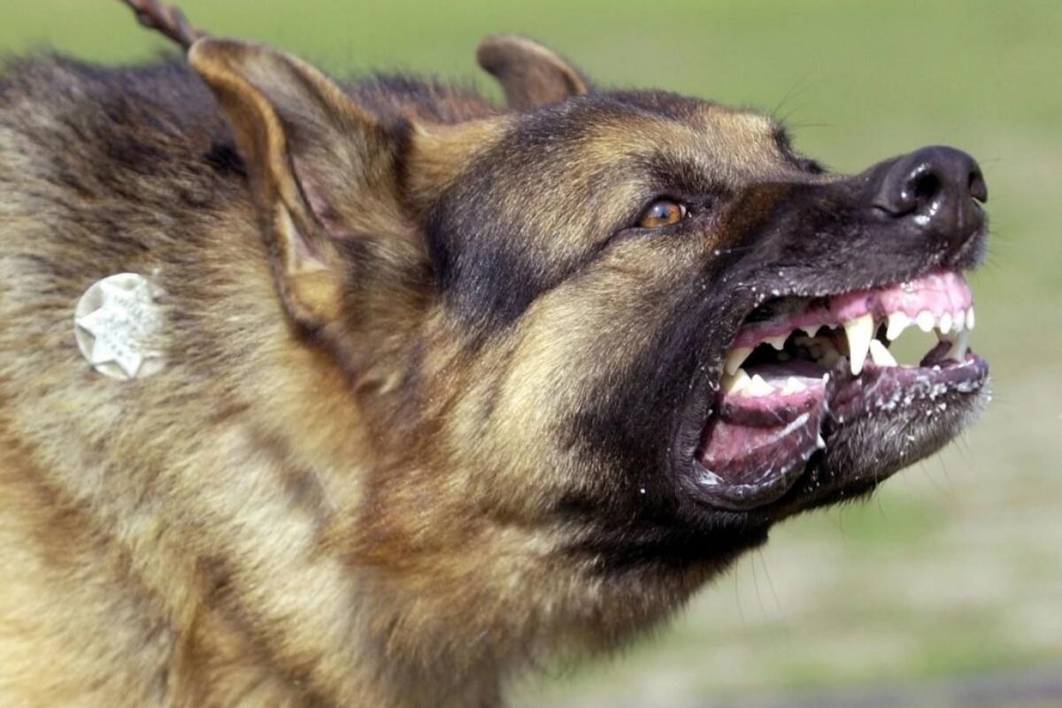 Без укола – ходячий труп. В России заканчивается вакцина от бешенства? Как спастись от лютой гибели