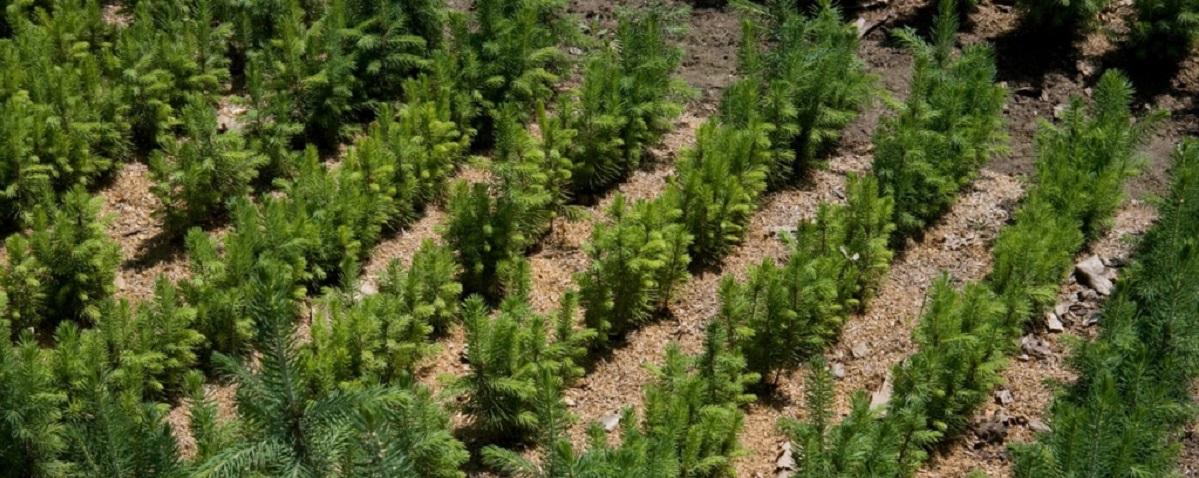 Власти Тывы в 2024 году построят три питомника для выращивания саженцев хвойных пород деревьев