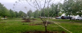 Со стройплощадки музея ВДВ в Воронеже пересадили первые деревья