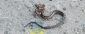 Жители Мурманска заметили змею на городских улицах