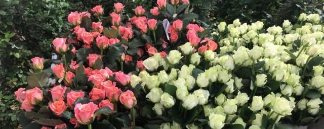 В Ленобласти вырастили около 2 млн роз и тюльпанов к 8 марта