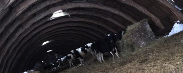 В Удмуртии 56 коров всю зиму выживали в заброшенном амбаре