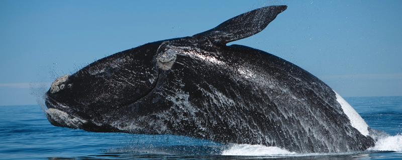 Ученым из США первым в мире удалось записать пение японского кита