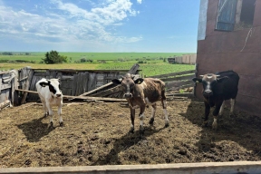 Представитель службы ветеринарии в Татарстане рассказал о работе по профилактике бешенства у животных