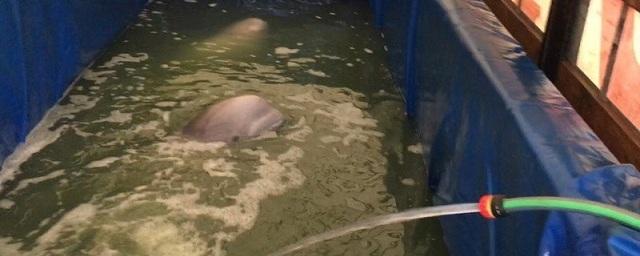 Воронежская прокуратура проверит деятельность передвижного дельфинария
