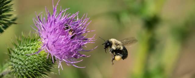 За последние 30 лет исчезло 25% видов диких пчел и шмелей