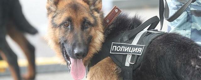 В России создали парашют для десантирования собак