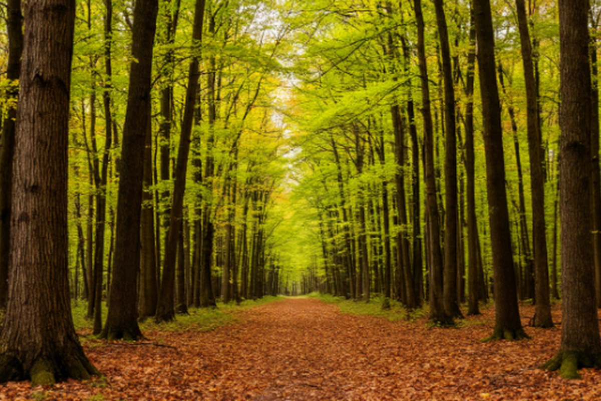 Минлесхоз Мордовии усилил контроль за порядком в лесах