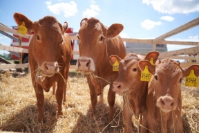 Ивановская область вошла в пятерку передовых регионов ЦФО по производству сельхозпродукции