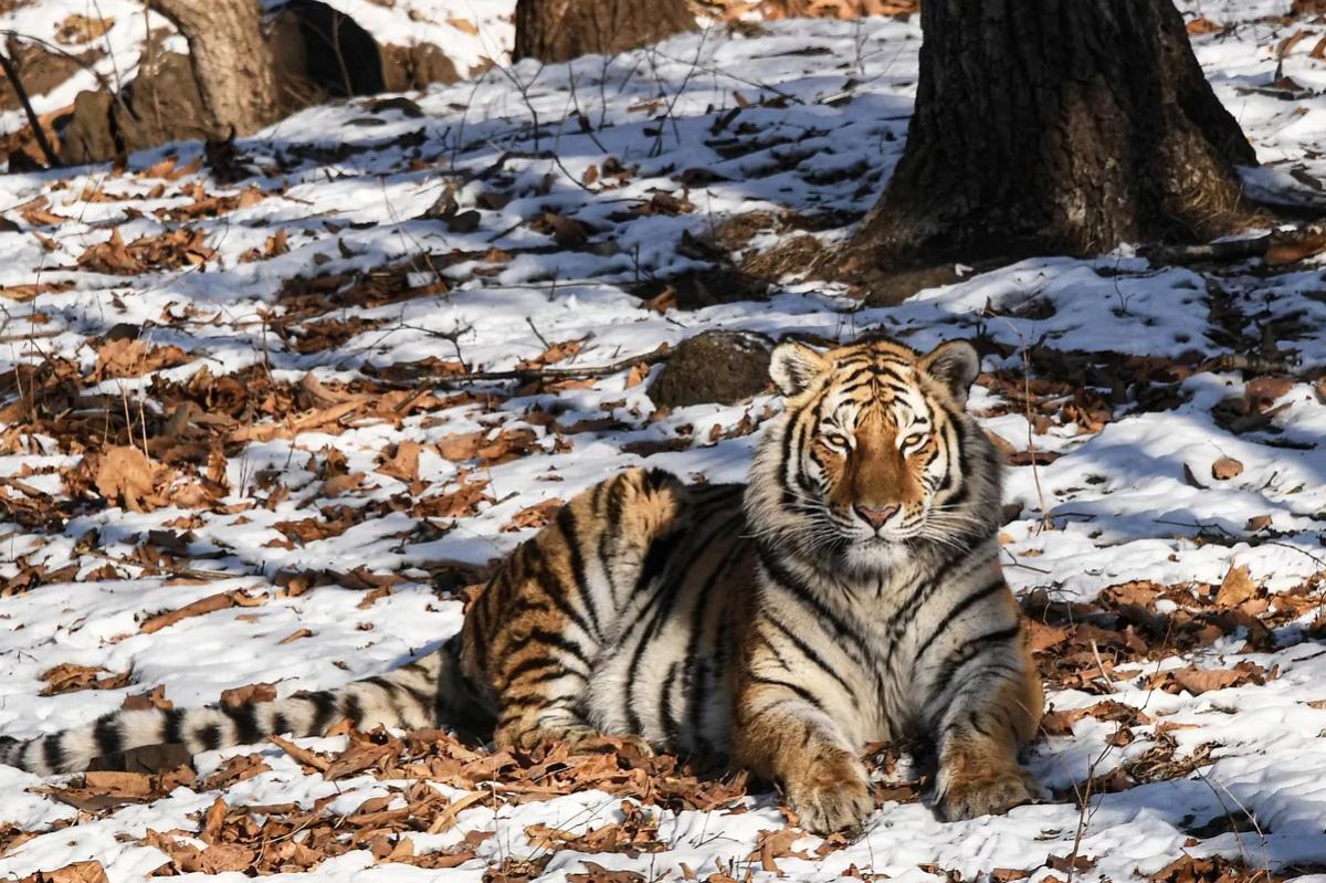 В Приморье ввели ограничения после нападения тигра