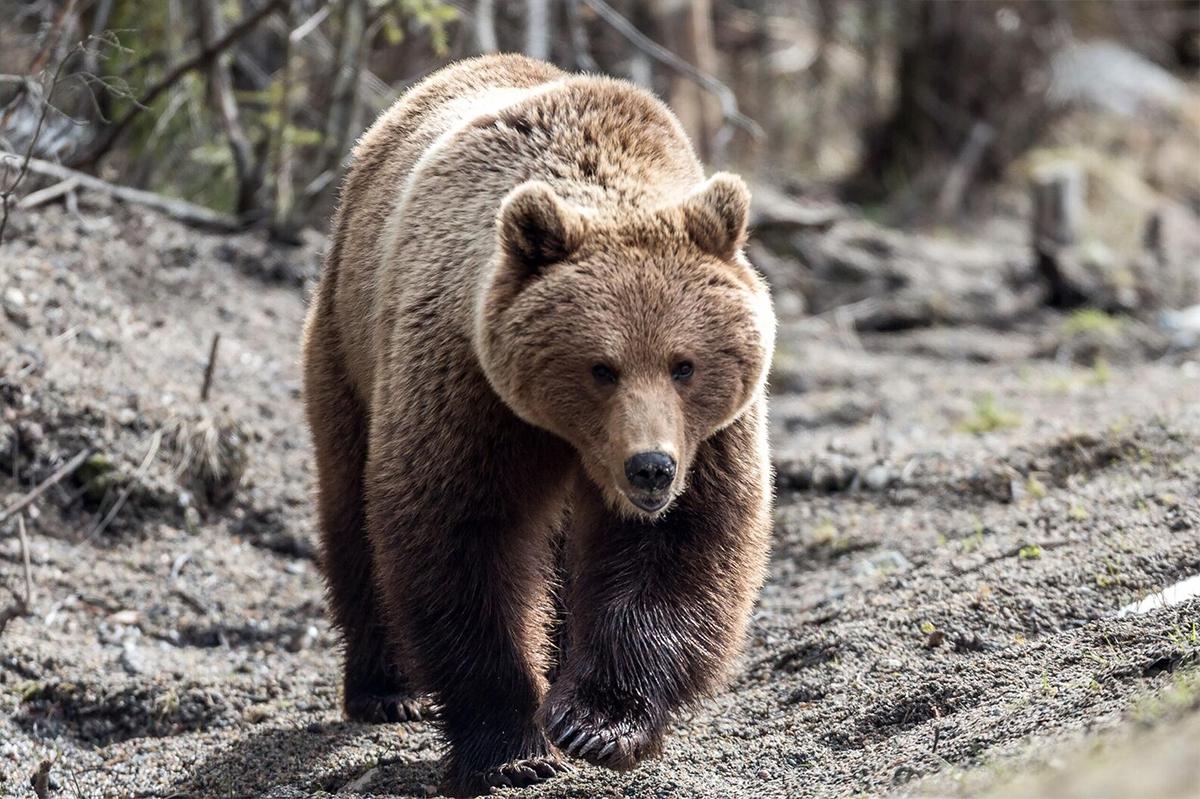 Медведь загрыз разносчика газет около школы в Японии