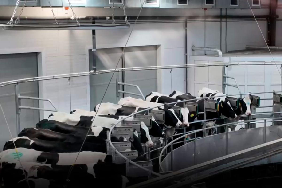 Владимир Мазур: В Асиновском районе открылась современная молочная ферма мощностью 22 тысячи тонн молока в год