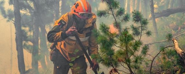 В России площадь лесных пожаров достигла 3 млн гектаров