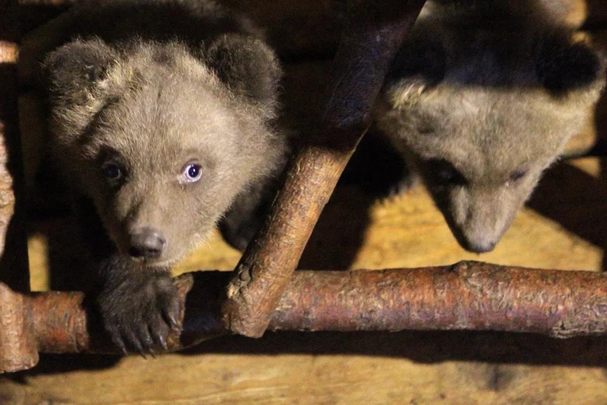 На Камчатке проверят охранников, прикормивших медвежат в дикой природе