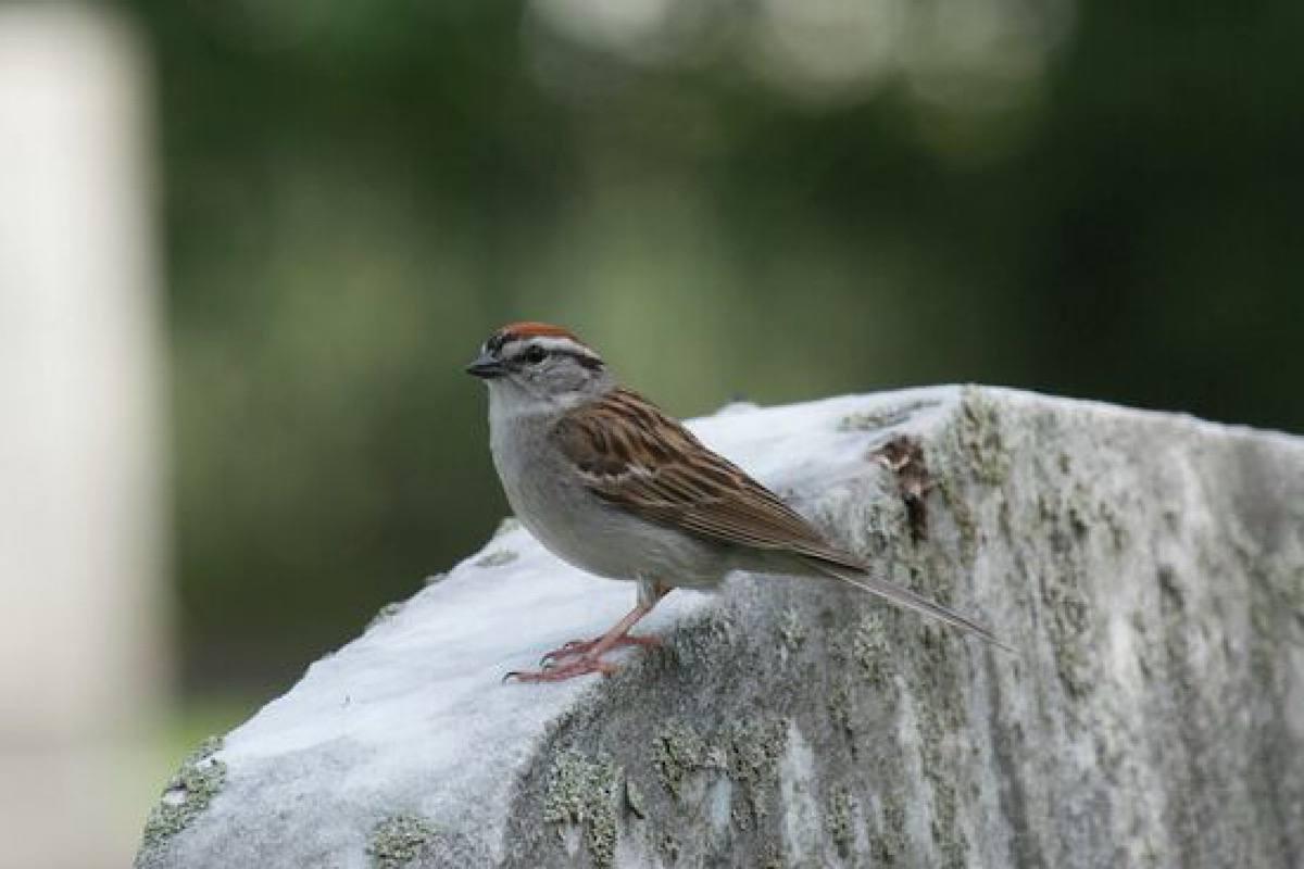 Жителям Мордовии предлагают принять участие во Всероссийской переписи воробьёв